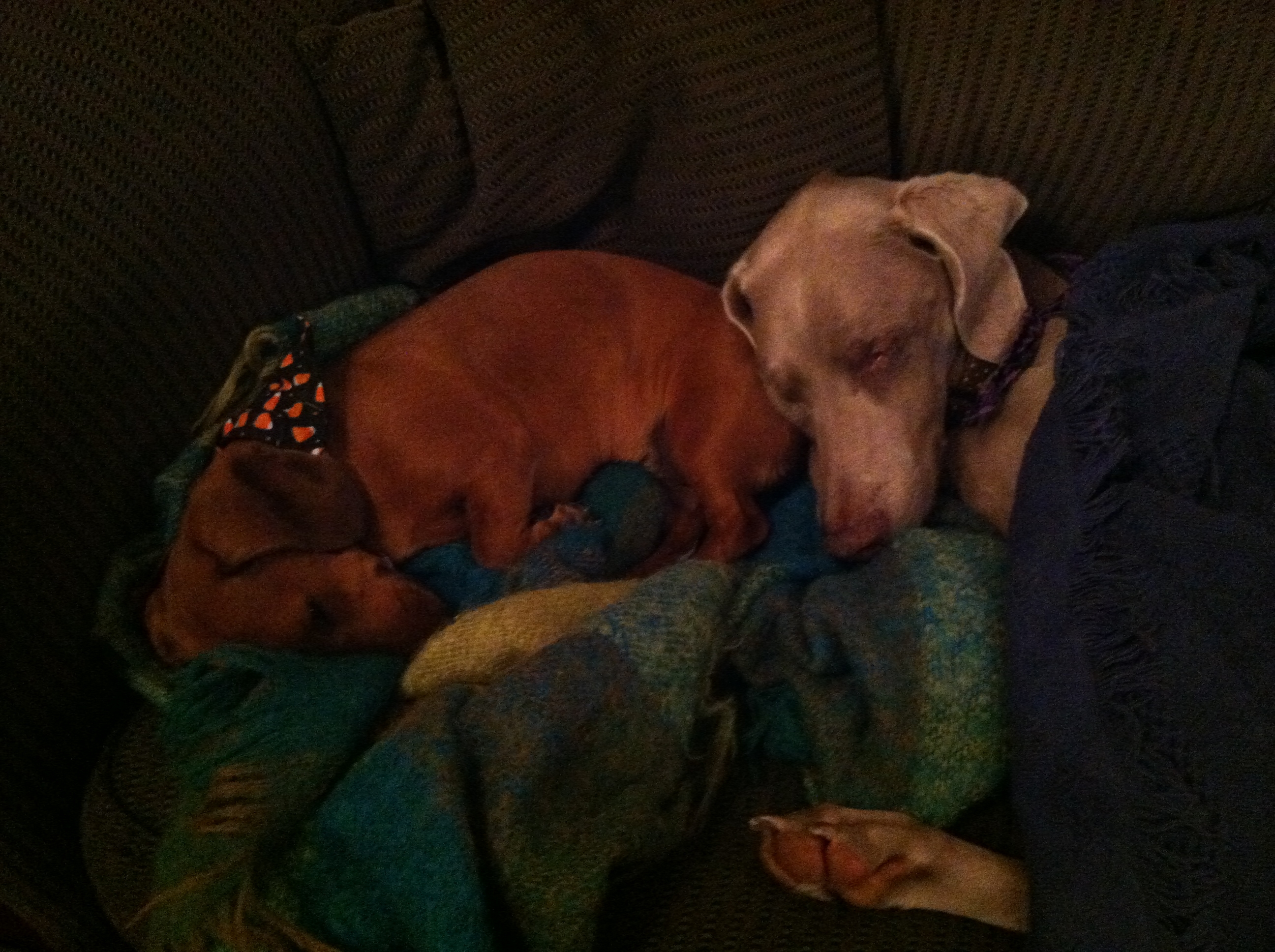 Sugarland is the min dachshund. Emma is the weimaraner, who is clearly enjoying the relaxed rules of hospice. 