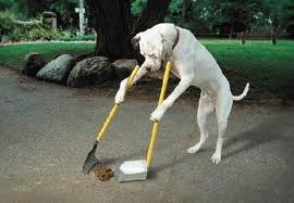 dog cleanup