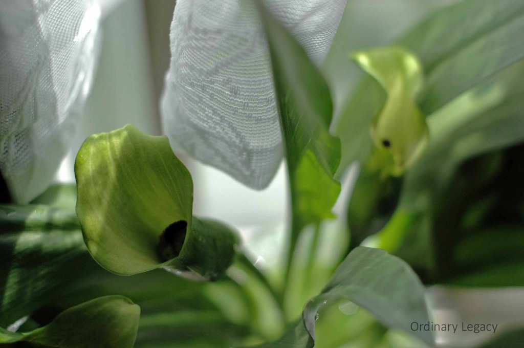 Calla Lily (1)