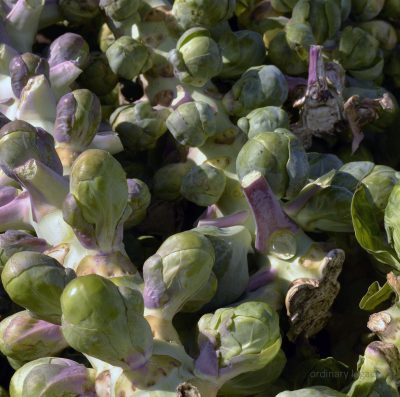 farmers-mkt-10-30-16009